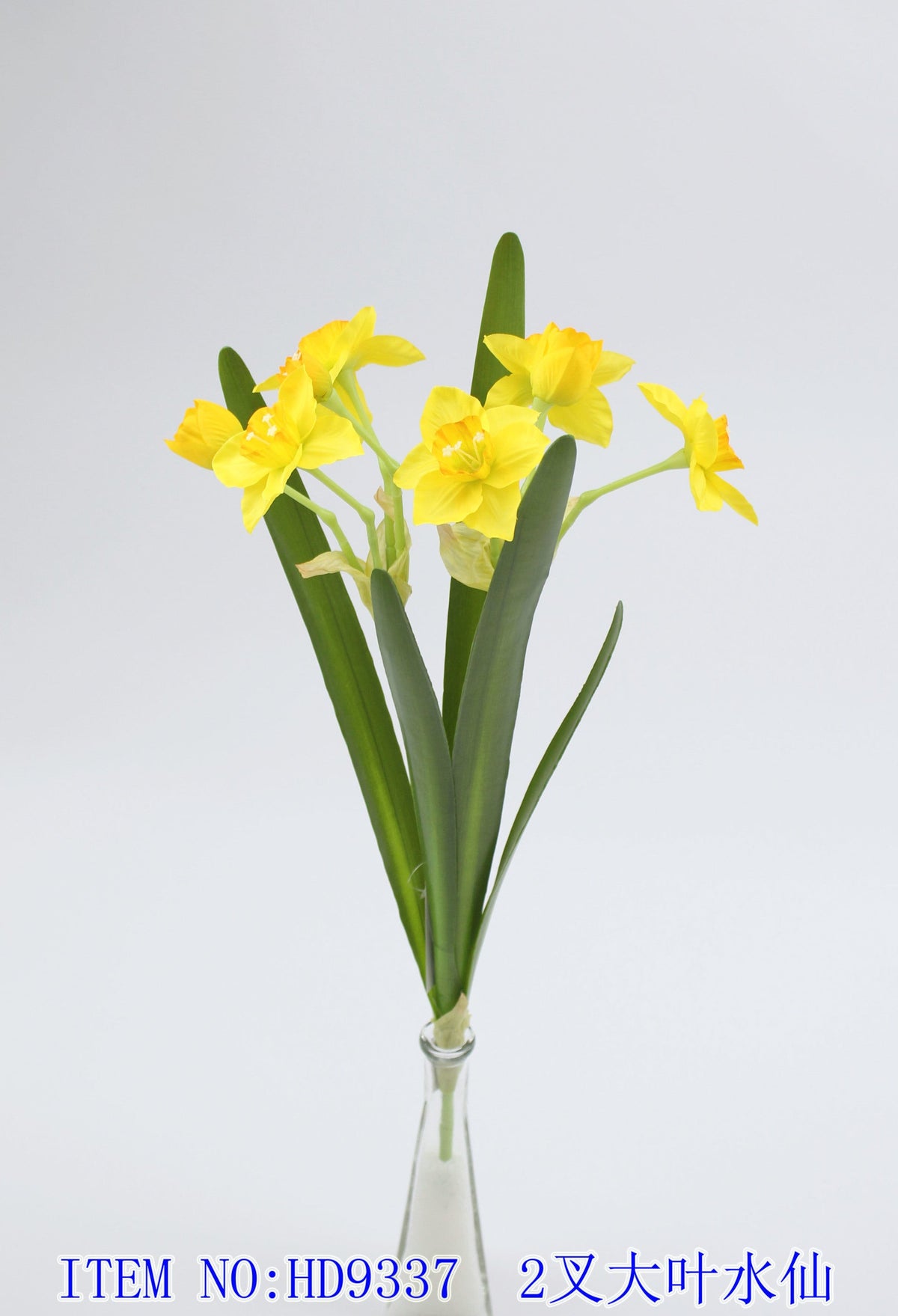 2 fork big leaf daffodils