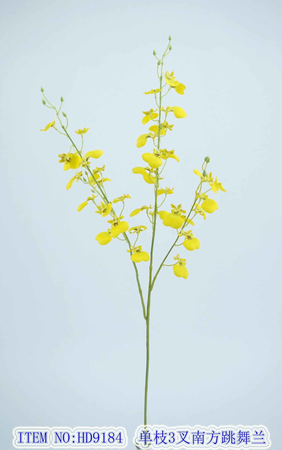 Single branch 3 fork southern dancing orchid